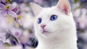 Бели котки със сини очи: глухи ли са и какви са?