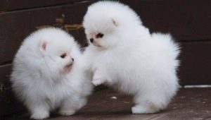 Chó Pomeranian trắng: mô tả, tính cách và cách chăm sóc