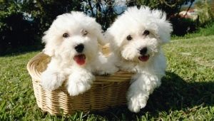 Bichon Frize: description of the breed, character, choice and care