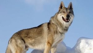 Czechoslovakian wolfdog: history of origin, features of character and content