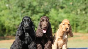 How is the American Cocker Spaniel different from the English one?