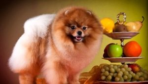 What and how to feed the Spitz?