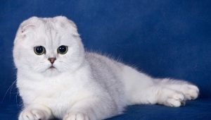 Waarmee moeten Scottish Fold-katten worden gevoerd?