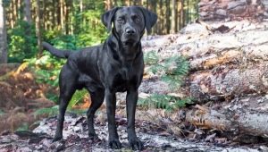 Labradores negros: descripción, carácter, contenido y lista de apodos