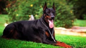 Black Doberman: features of color and rules of care