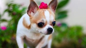 Chihuahua: description, breed types, nature and content