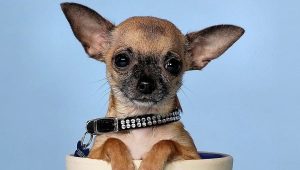 Ilang taon lumalaki ang mga Chihuahua?