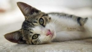 Егейска котка: описание на породата, характер и грижи