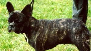 Brindle francia bulldog: hogyan néz ki és hogyan kell gondoskodni róla?