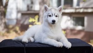 Characteristics and maintenance of husky puppies 3 months old