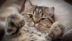 Interesujące fakty o kotach i kotach