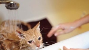 Cik bieži var mazgāt kaķus un no kā tas ir atkarīgs?