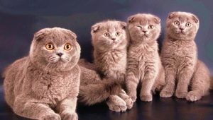 สิ่งที่เรียกว่าแมวและแมวสกอตติชโฟลด์?