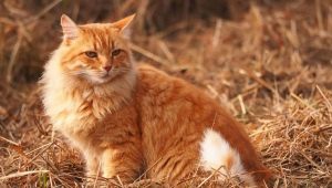 Bagaimana cara memberi nama kucing dan kucing merah?