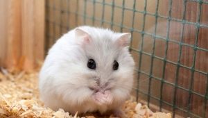 How to determine the gender of a Dzungarian hamster?