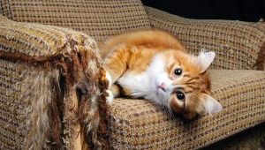 Hvordan afvænner man en kat fra at rive møbler og tapet i stykker?