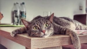 Bagaimana untuk menyapih kucing dari memanjat meja?