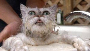 วิธีการอาบน้ำแมวอย่างถูกต้อง?