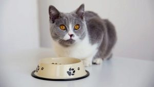 ¿Cómo transferir correctamente a un gato a otra comida?
