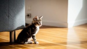 How to train a cat to a new home?
