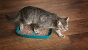 How to train a cat to use a litter box in a new place?