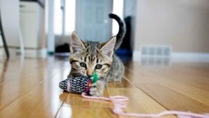 ¿Cómo hacer un juguete para gatos de bricolaje?