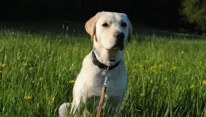 Hoe zorg je voor een Labrador retriever?