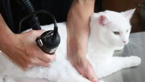 How to trim a cat at home?