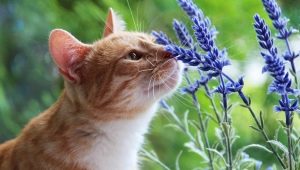 Hvilke lugte kan katte ikke lide?