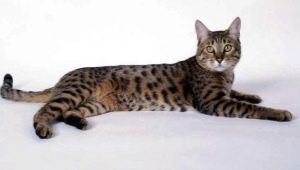 แมวส่องแสงแคลิฟอร์เนีย: คำอธิบายของสายพันธุ์และกฎการดูแล