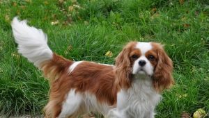 Cavalier King Charles Spaniel: todo lo que necesita saber sobre la raza de perro