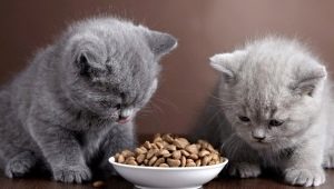 When and how can you give dry food to a kitten?