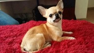 Kapan telinga Chihuahua berdiri dan bagaimana cara memasangnya?