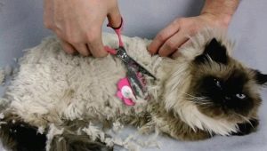 Cat tangles: causes and methods of struggle