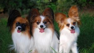 Continental Toy Spaniel: characteristics and tips for content