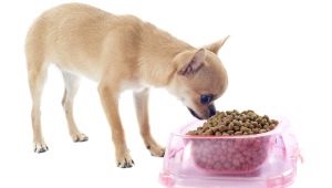 Jedlo pre Chihuahua: hodnotenie výrobcov a výberové funkcie