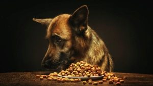 Futter für Deutsche Schäferhunde: Arten und Merkmale der Wahl