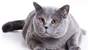 Lyhytkarvainen skotlantilainen kissa: rodun kuvaus ja sisältö