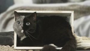 Chimeros katės: kaip jos atrodo, privalumai ir trūkumai