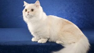Pisicile Napoleon: descriere și caracteristici de îngrijire