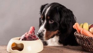 Tulang untuk anjing: yang mana boleh dan tidak boleh diberi makan?