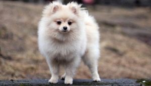 Cream Spitz: features of color, conditions of keeping puppies