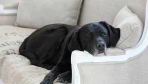 Labrador v byte: klady a zápory, pravidlá údržby
