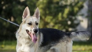 Pastores y perros esquimales metis: descripción, carácter y contenido