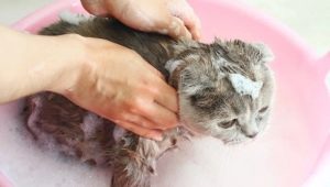 Може ли котка да се мие с обикновен шампоан и какво ще се случи?