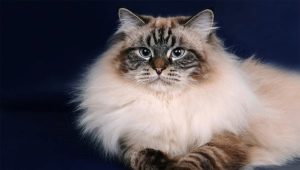 Nevos maskaradinės katės: veislės aprašymas, turinio ypatybės