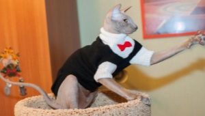 Ρούχα για γάτες: τι είναι και πώς να εκπαιδεύσετε μια γάτα σε αυτό;