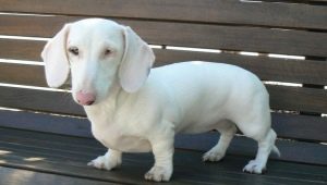 Descripción de los perros salchicha blancos, su naturaleza y reglas de cuidado.