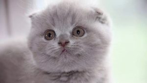 Beschreibung und Zucht von schottischen Katzen mit lila Farbe