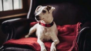 Halsbånd til hunde: hvad er der og hvordan man vælger?
